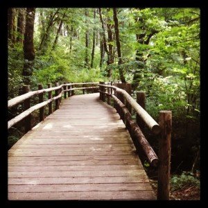 BEAZELL MEMORIAL FOREST