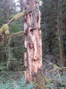 MCKENZIE RIVER TRAIL