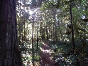 MCKENZIE RIVER TRAIL