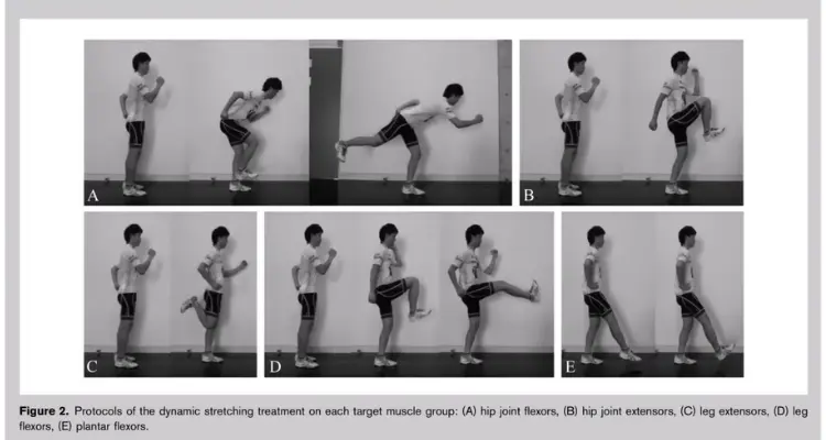 exercises-target-hip-flexor-hip-extensor-leg-extensor-leg-flexor-plantar-flexor