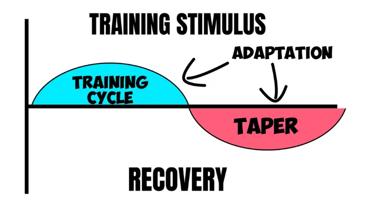 tapering-Adaptation-Process-Cycle